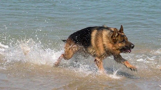 MS TS SLO MO在法国诺曼底海滩拍摄的德国牧羊犬和一只公狗在海浪中奔跑视频素材