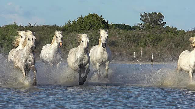 MS SLO MO camargue马群飞驰穿过沼泽/圣玛丽德拉梅尔，camargue，法国视频素材