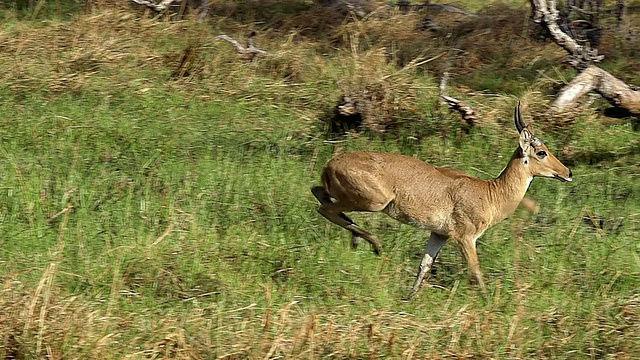 MS TS SLO MO Shot 0f Reedbuck (redunca arundinum)雄性奔跑在Okavangoforest区域/ Moremi保护区，非洲，博茨瓦纳视频素材