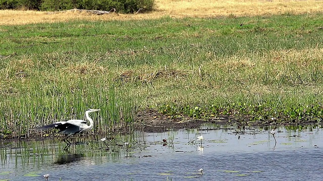 MS TS SLO MO拍摄的灰鹭(ardea cinerea)成年飞行，起飞从Khwai河在奥卡万戈三角洲森林地区/丘比野生动物保护区，非洲，博茨瓦纳视频素材