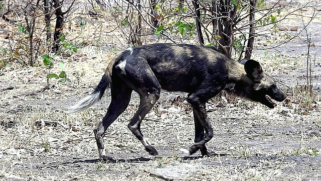 图为非洲野狗(lycaon pictus)在森林区域散步，莫雷米保护区，非洲，博茨瓦纳视频素材