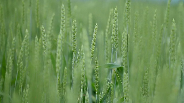 风中的麦田视频素材