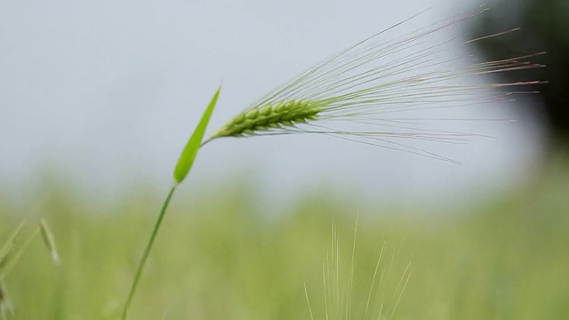 单一的小麦植株视频素材