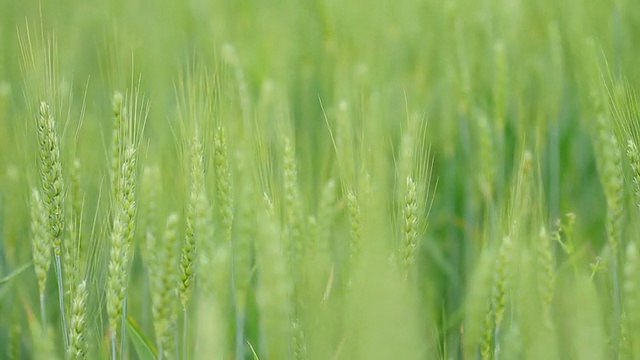 风中的麦田视频素材