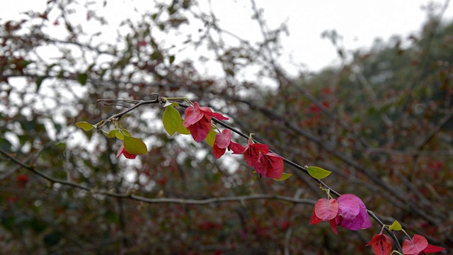 花藤视频素材