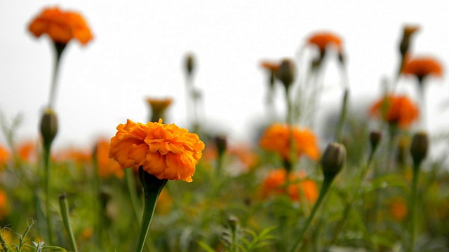 万寿菊鲜花领域视频素材