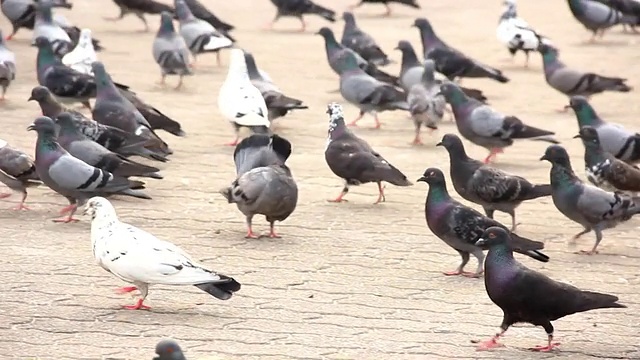 鸽子视频素材