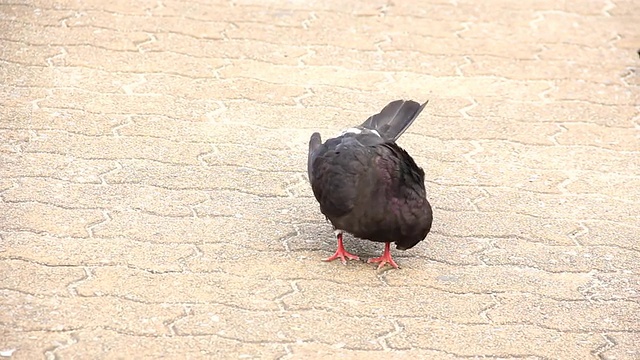 鸽子视频素材