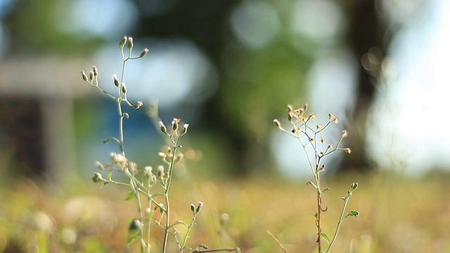 Poa pratensis。普通的草地——草地上的草地。圆锥圆锥花序具许多小穗被风吹在模糊的绿色背景上视频素材