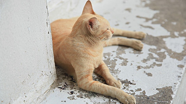 猫在撒谎。视频素材