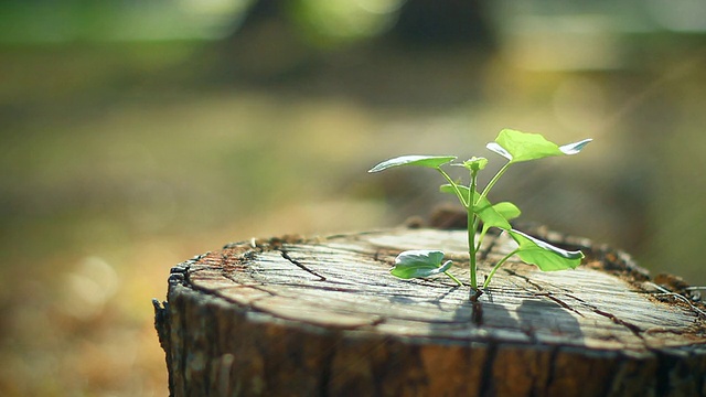 在树桩上发芽新生命视频素材