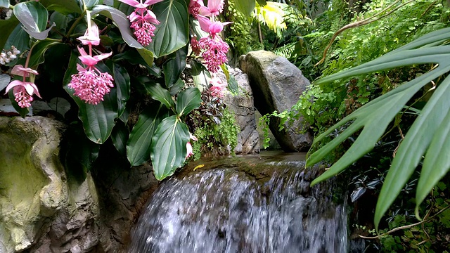 水在粉红花旁流动视频素材