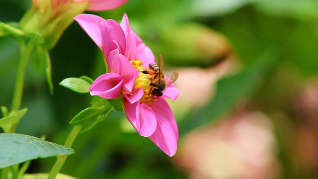 花上的蜜蜂视频素材