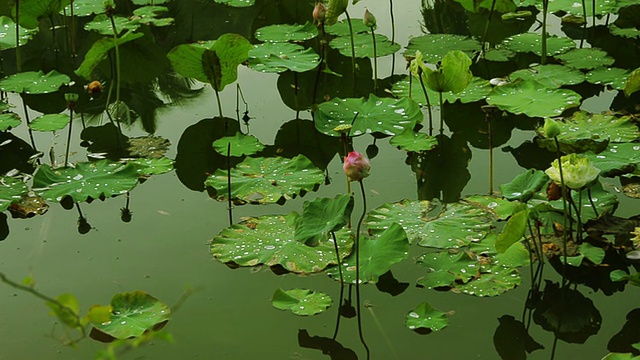 莲花场视频素材