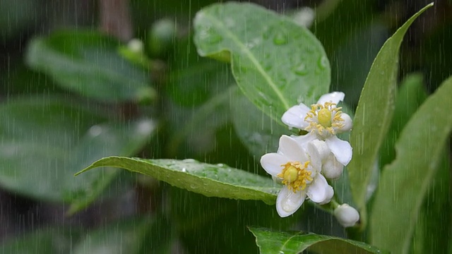 酸橙花视频素材