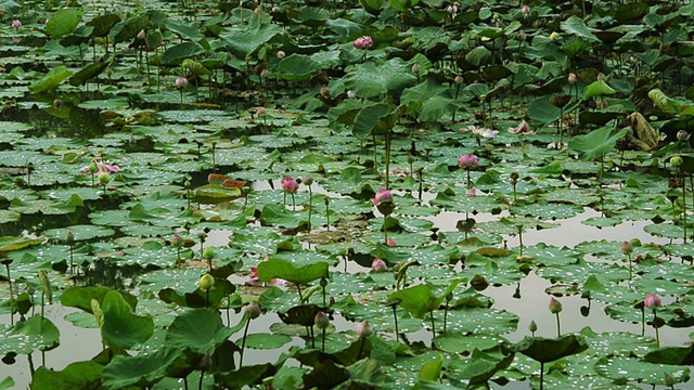 莲花场视频素材