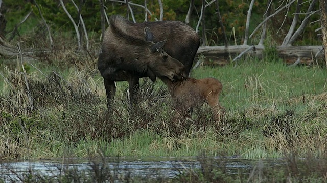 在科罗拉多河岸边，一只母驼鹿(Alces Alces)和刚出生的小牛正在哺乳视频素材