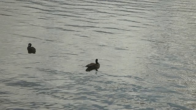 太浩湖鹅视频素材