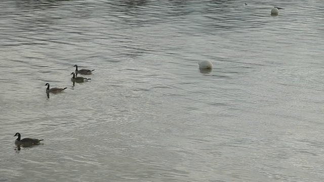 太浩湖鹅视频下载