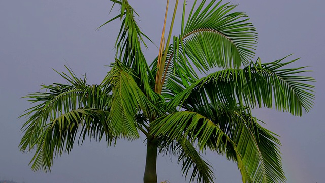 棕榈树与雨水视频素材