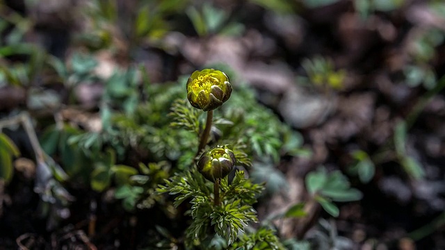 阿多尼斯·阿穆兰(Adonis Amurensis)盛开的春天的花视频素材