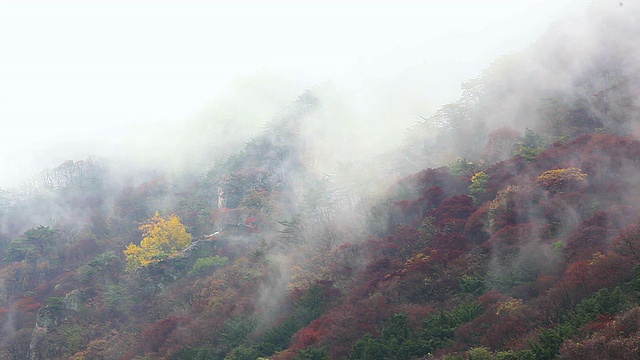 在韩国的全拉浦岛，白鹿山的秋景，有枫树和雾视频素材