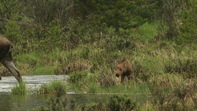 黎明时分，一只母驼鹿(Alces Alces)和刚出生的幼崽在科罗拉多河岸边玩耍视频素材