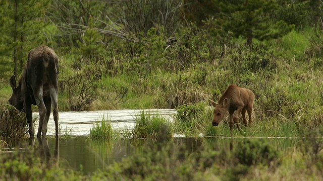 黎明时分，一只母驼鹿(Alces Alces)和刚出生的幼崽在科罗拉多河岸边玩耍视频素材