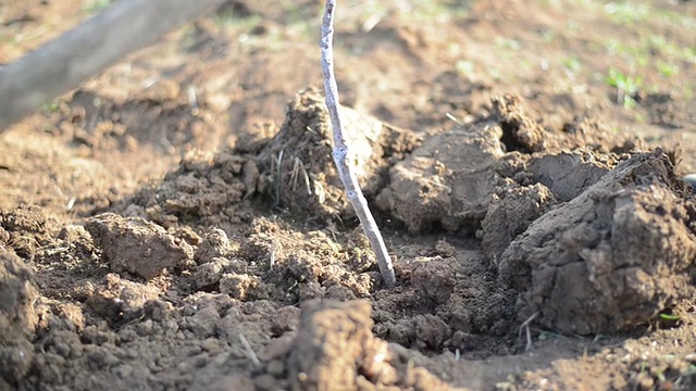 种植一棵树视频素材