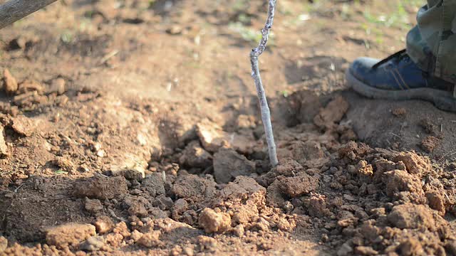 种植一棵树视频素材