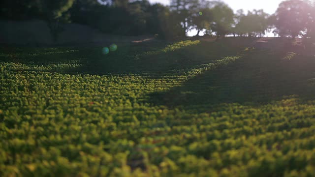 酒厂的空中嗡嗡声。视频素材