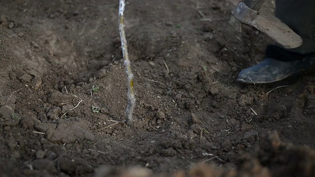 种植一棵树视频素材