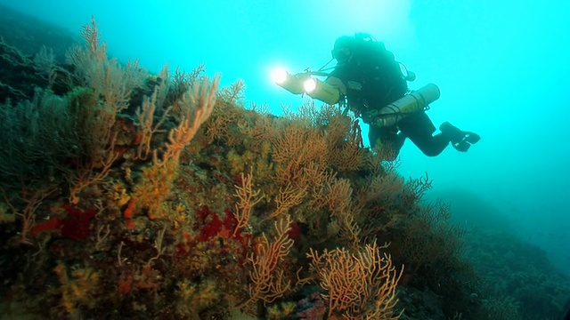 潜水员在水下墙上用彩色海扇视频素材