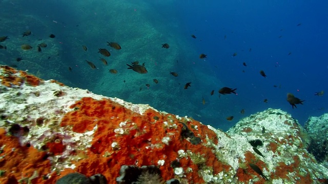 地中海里的小鱼和红色海绵在游泳视频素材