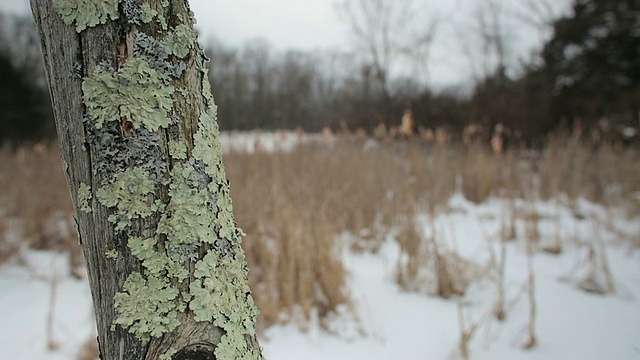 近距离上的苔藓在一棵死树的前景，雪皑皑的冬季景观背景视频素材