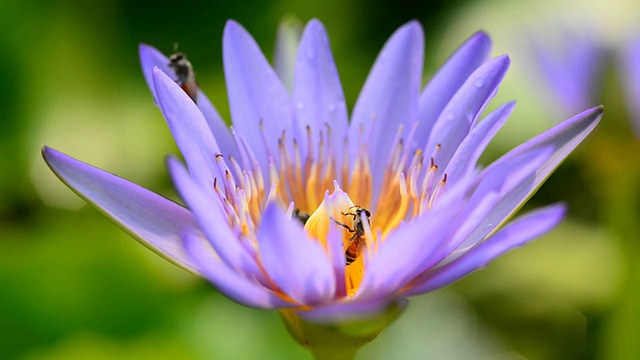 紫莲花与蜜蜂视频素材