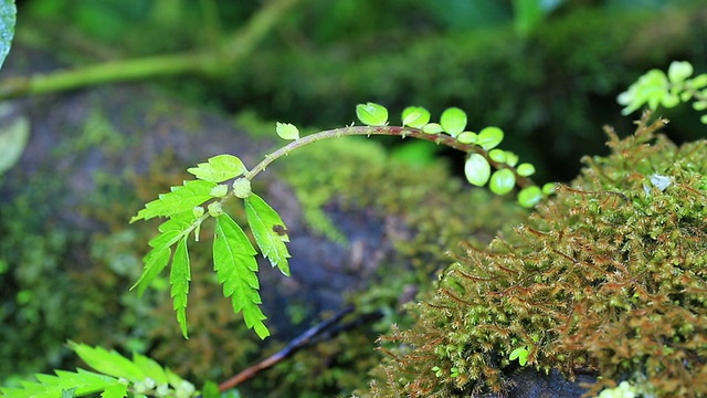 蕨类植物。视频素材