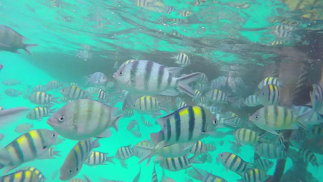 海洋动物的本性视频素材