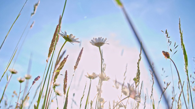 SLO MO春花在草地上视频素材