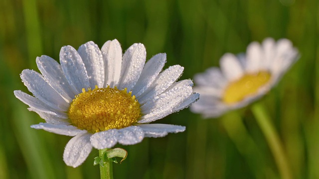 草地上的Oxeye雏菊视频素材