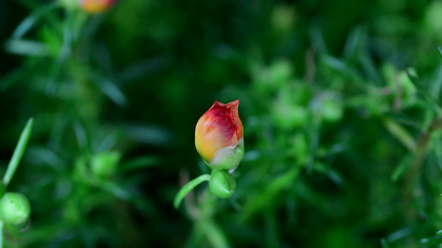 红色的花。视频素材