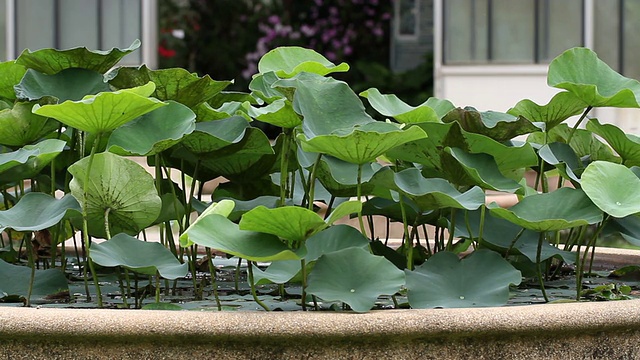 莲花。视频素材