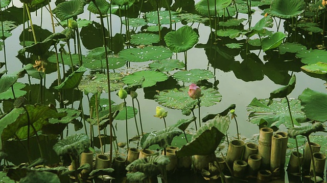 莲花场视频素材