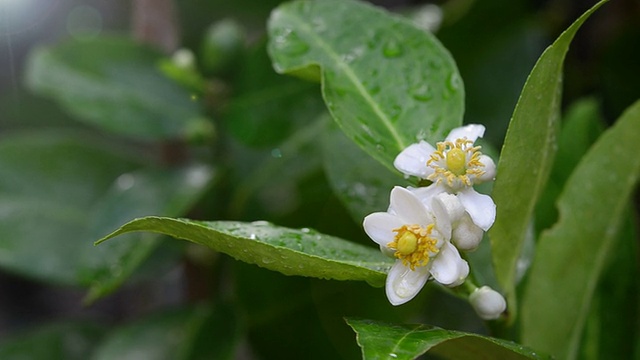 酸橙花视频素材