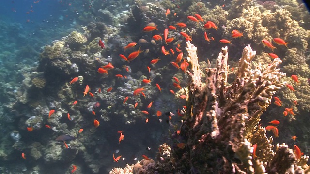 沿着珊瑚金鱼(Anthias squamipinnis)的礁石头移动视频素材