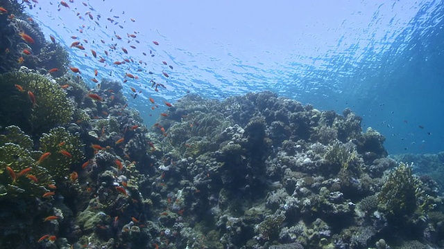 低宽珊瑚金鱼(Anthias squamipinnis)周围的珊瑚礁头部与相机移动视频素材