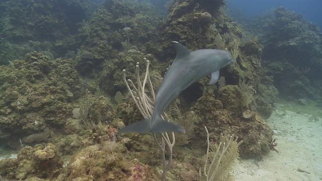 洪都拉斯罗阿坦岛，习惯了宽吻海豚(Tursiops truncatus)与潜水员(一些未清理的)在海底附近互动，然后摩擦软珊瑚视频素材