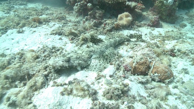 生活在海底的鳄鱼视频素材