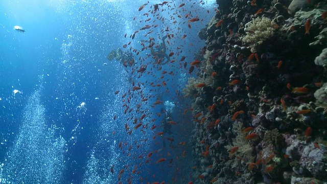 潜水者(认不出来)在珊瑚露头附近吹泡泡，有花冠鱼(anthias squamipinnis)视频素材