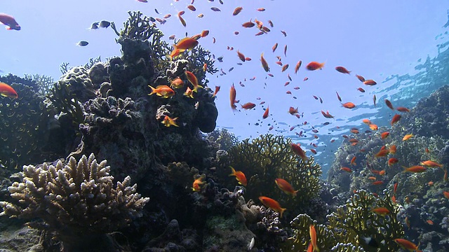 珊瑚金鱼(Anthias squamipinnis)视频素材